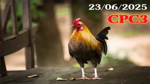 Full Video Trực Tiếp Đá Gà Thomo C3 Ngày 23/06/2025