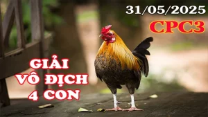Full Clip Đá Gà Giải Vô Địch 4 Con Trực Tiếp Thomo C3 31/05/2025