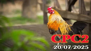 Full clip đá gà C2 hôm nay ngày 20/07/2025