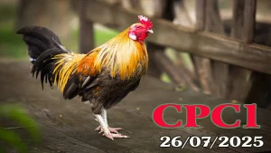 Full Clip Đá Gà Trực Tiếp Thomo C1 Hôm Nay 26/07/2025