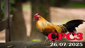 Phát Lại Đá Gà Thomo Hôm Nay C3 Ngày 26/07/2025
