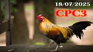 Tổng Hợp đá gà trực tiếp hôm nay Thomo C3 Ngày 18/07/2025