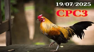Video Phát Lại Đá Gà Trực Tiếp Thomo Hôm Nay C3 Ngày 19/07/2025