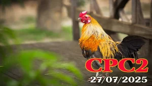 Xem Lại Các Trận Gà Trực Tiếp C2 Hôm Nay 27/07/2025
