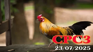 Xem Lại Clip Đá Gà Thomo Hôm Nay C3 Ngày 23/07/2025