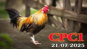 Xem Lại Đá Gà C1 Thomo Hôm Nay Ngày 21/07/2025