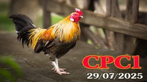 Xem Video Đá Gà Thomo C1 Hôm Nay 29/07/2025