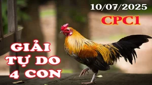 Tổng Hợp Clip Đá Gà Giải 4 Con Gà Tự Do Bồ CPC1 Ngày 10/07/2025