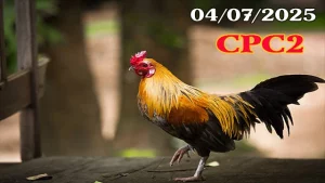 Full Clip Đá Gà Trực Tiếp C2 Ngày 04/07/2025
