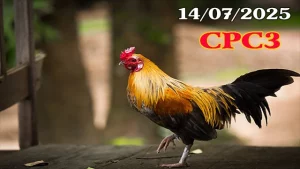 Full Clip Đá Gà Thomo Hôm Nay C3 Ngày 14/07/2025