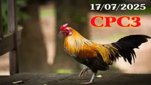Tổng Hợp Video Đá Gà Trực Tiếp Thomo Hôm Nay C3 - 17/07/2025